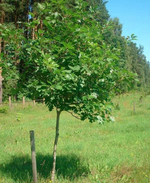 Дуб - красивое и величественное листопадное дерево