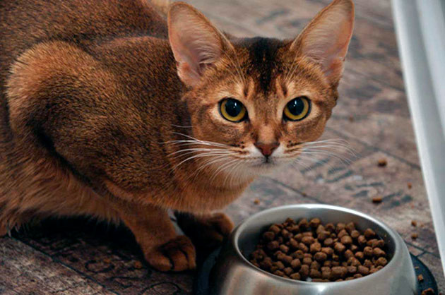 Сухой корм для кошек GO! | PetMarket24