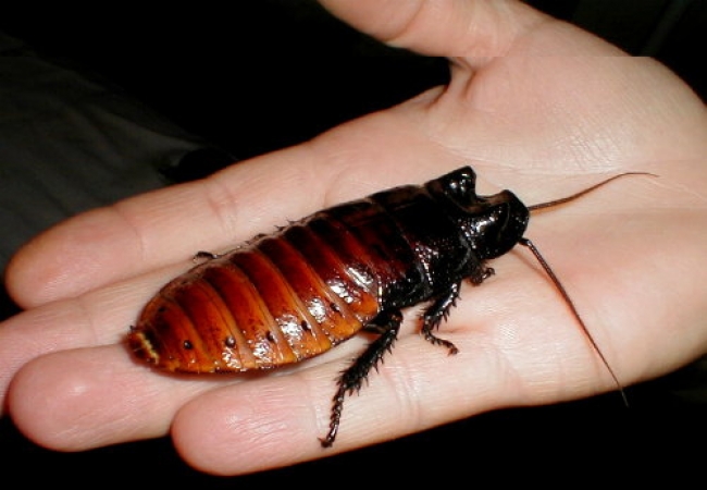 Причины появления тараканов и их виды
