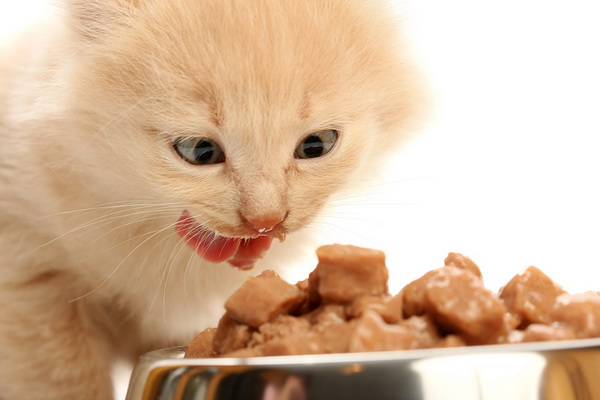 Кращі корми для кішок від перевірених виробників