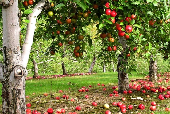 Саджанці фруктових та плодових дерев