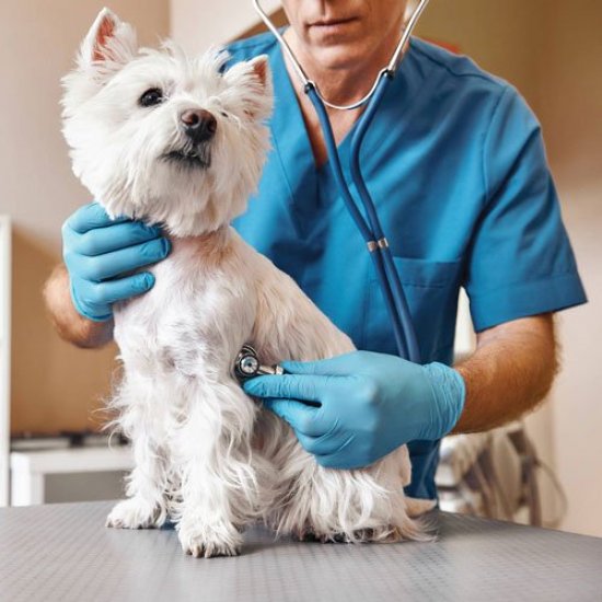 Ключевые аспекты выбора ветеринарной клиники: Обеспечьте заботу и комфорт для вашего питомца