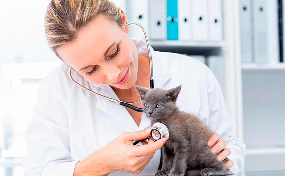Ветеринар на Дом для Осмотра Котенка: Забота о Маленьком Друге
