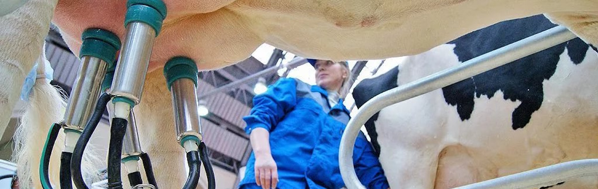 Современные подходы к повышению молочной продуктивности КРС