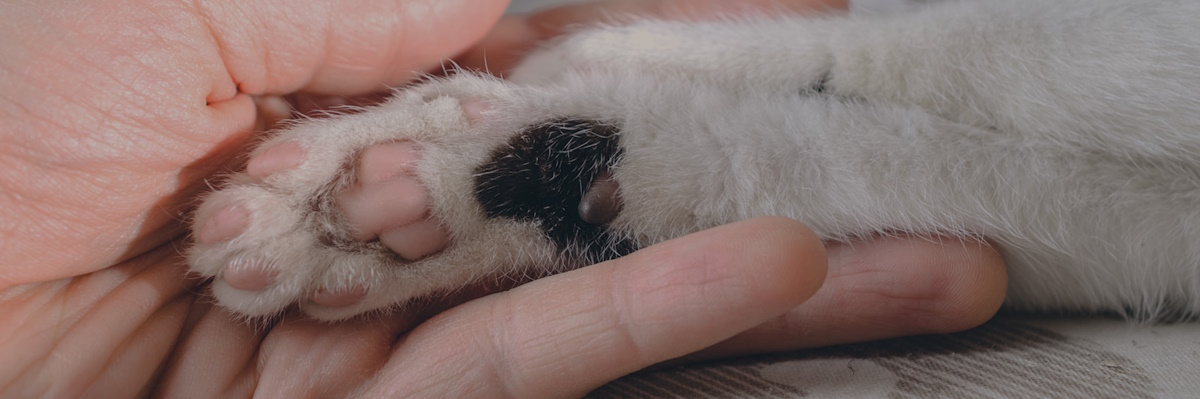 Чек-лист качества жизни домашнего питомца