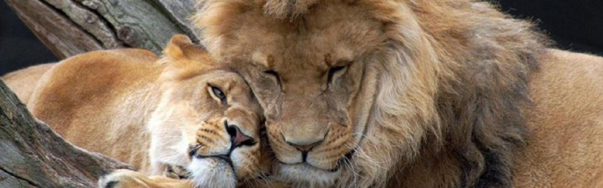 Фото Лев львица любовь и ненависть